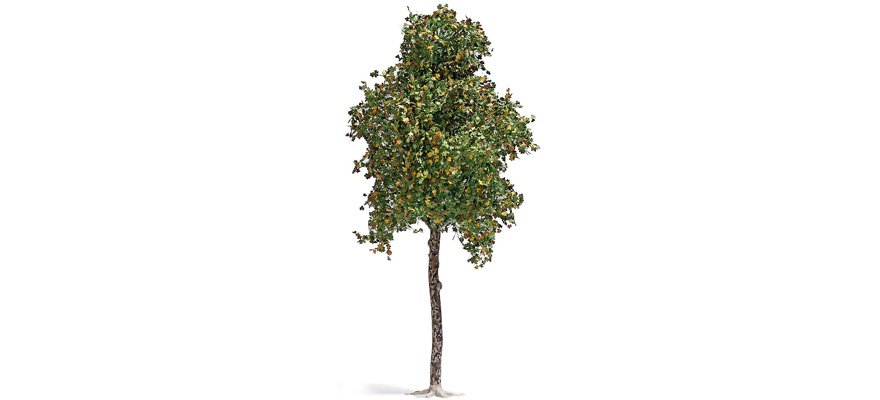 Arbre platane 170mm