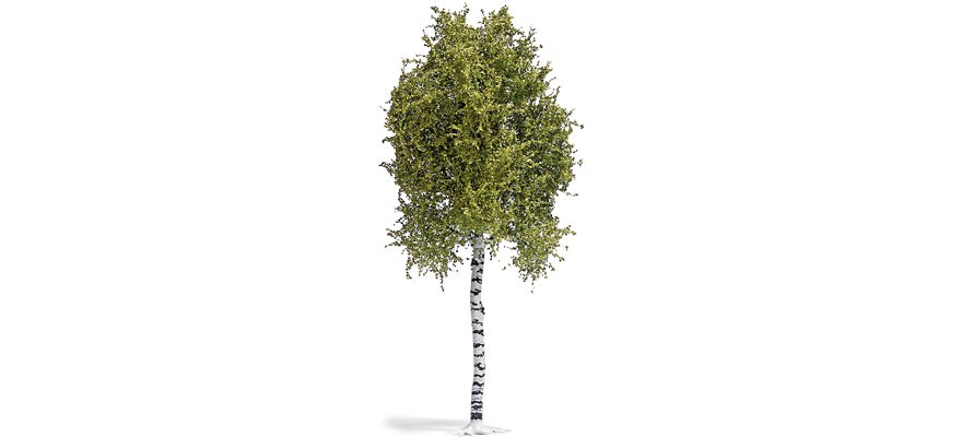 Arbre bouleu 170mm